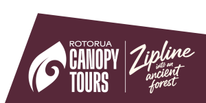 Canopy Tours